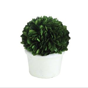Last one! 5” Preserved Boxwood Topiary